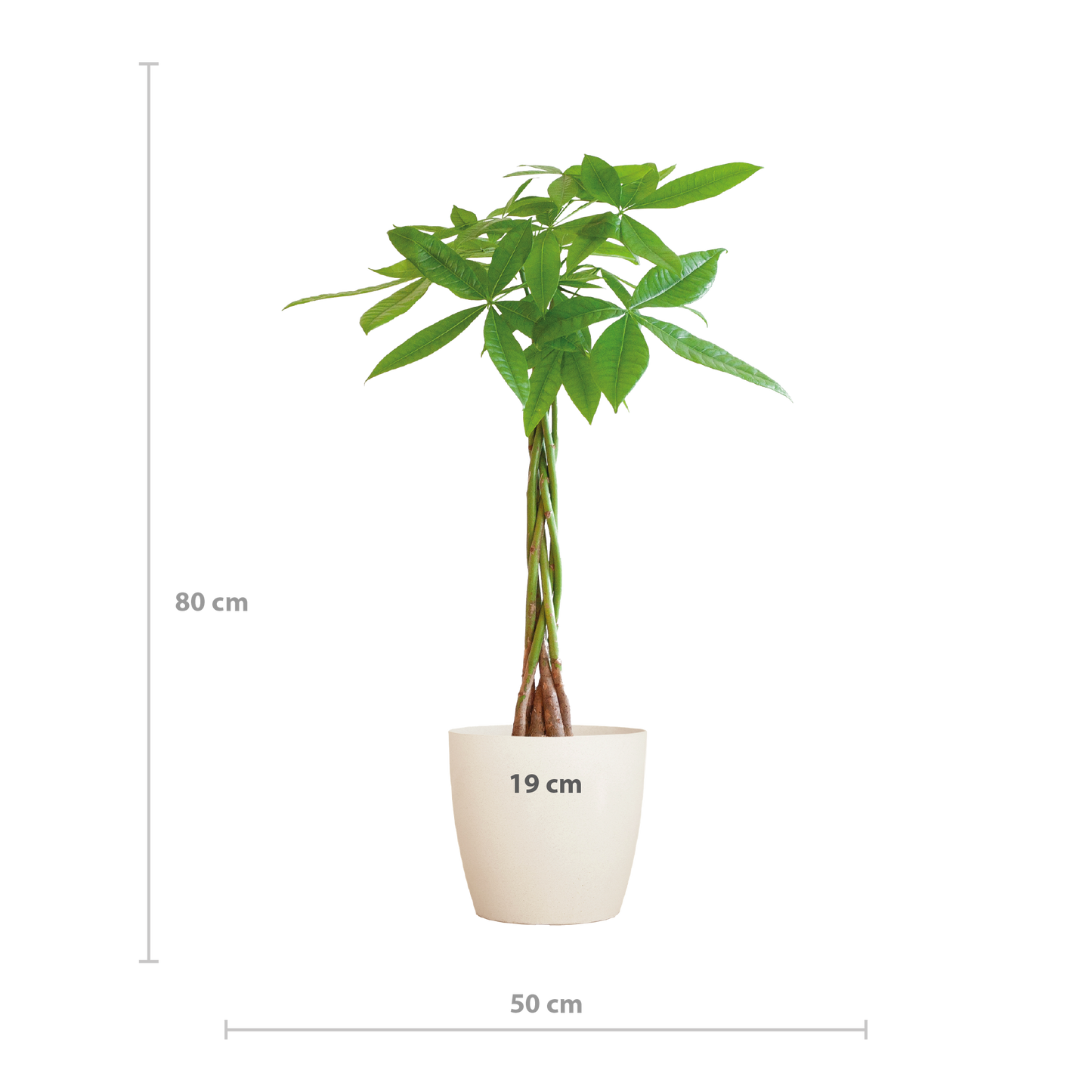 Pachira Aquatica mit Viber Weiß - 80cm - Ø21