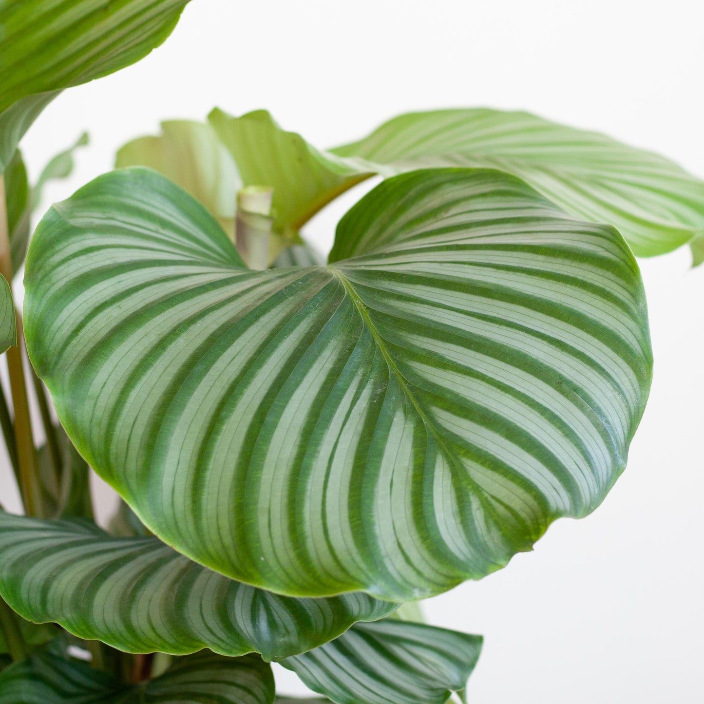 Calathea Orbifolia mit Viber Weiß - 65cm - Ø21