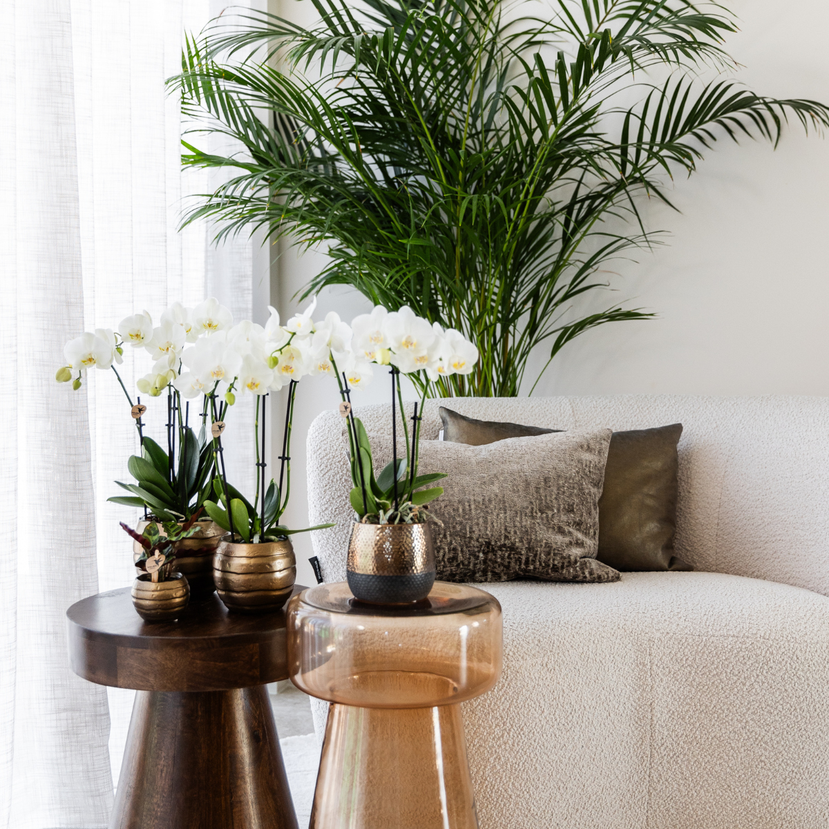Kolibri Orchids | KOMBI ANGEBOT von 4 weißen Orchideen - Ghent - Topfgröße Ø12cm | blühende Zimmerpflanze - frisch vom Züchter