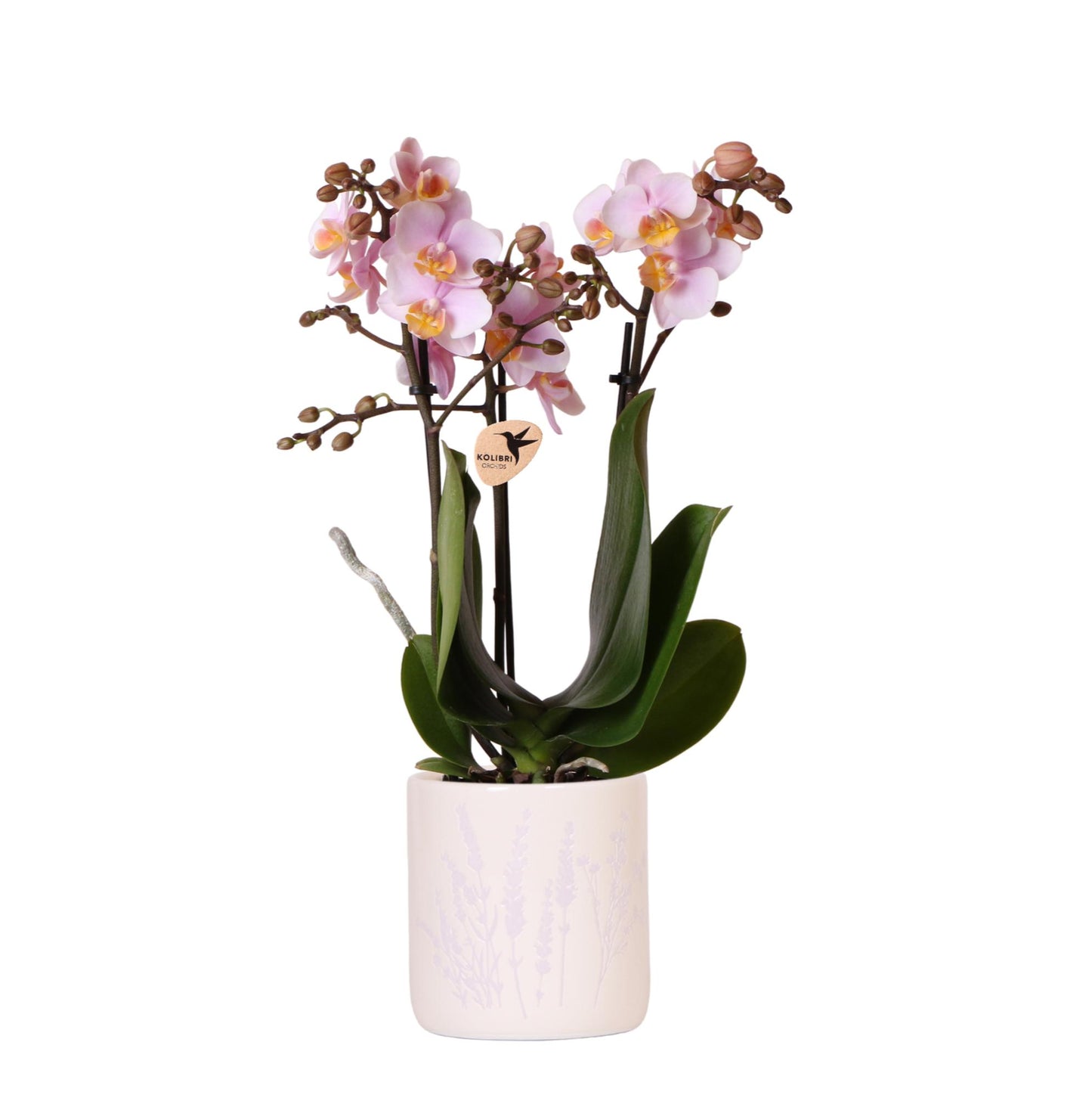 Kolibri Orchids | Rosa Orchidee Andorra + Floral Ziertopf Lavendel – Topfgröße Ø9cm | Blühende Zimmerpflanze – Frisch vom Züchter