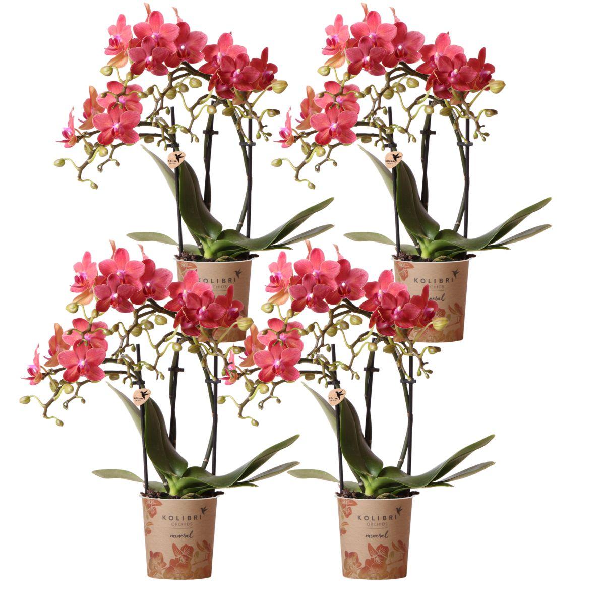 Kolibri Orchids | COMBI DEAL von 4 roten Phalaenopsis Orchideen - Kongo - Topfgröße Ø9cm blühende Zimmerpflanze - frisch vom Züchter
