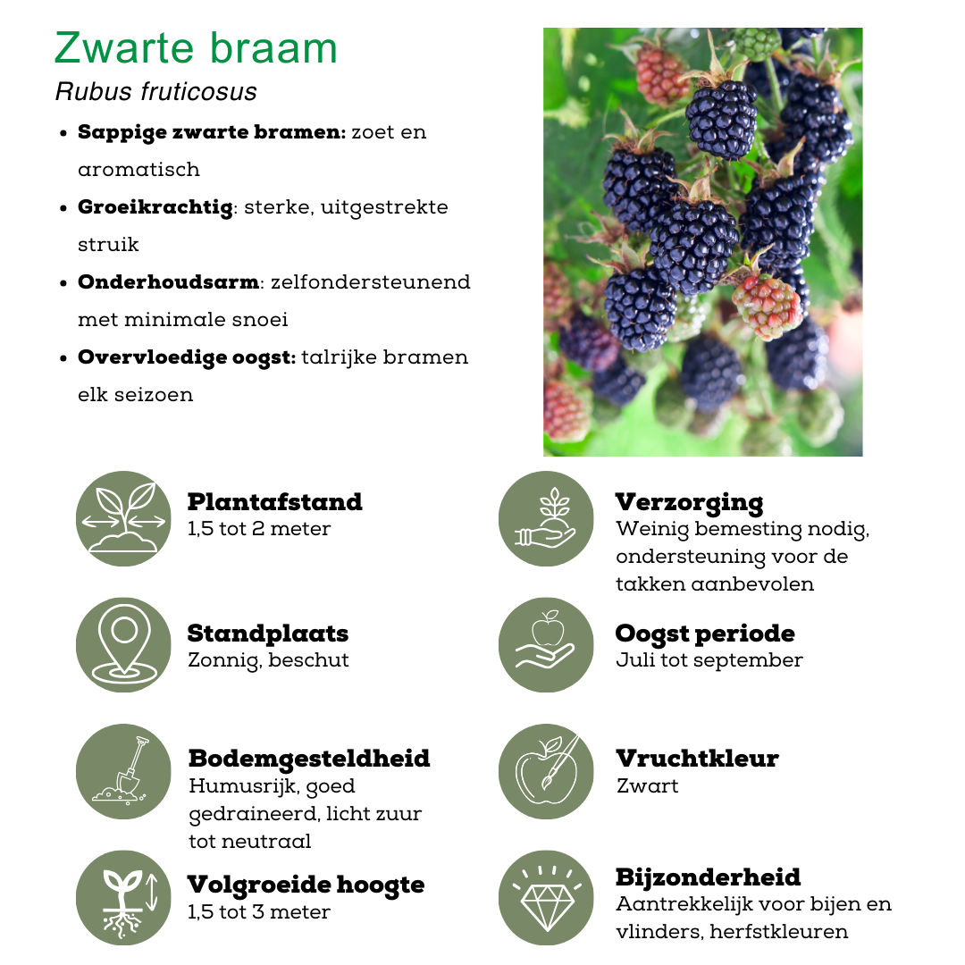 "Fruchtparadis" BIO Obstpflanzen set im mix von 4 verschiedene Sorten