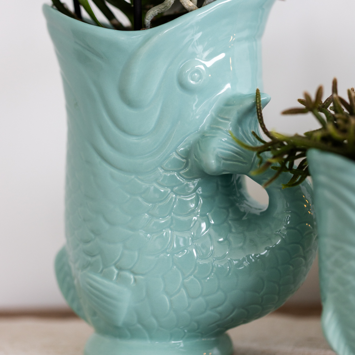 Kolibri Company - Pflanzenset Fish Türkis | Set mit weißer Phalaenopsis Orchidee Amabilis Ø9cm und grüner Sukkulente Crassula Hobbit Ø6cm | Inklusive türkisfarbener Keramik-Ziertöpfe