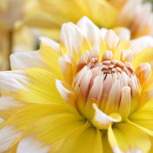 Flowerbulbs Amsterdam - 24 Dahlien seattle knollen für 4 m², großblumige ausstrahlung