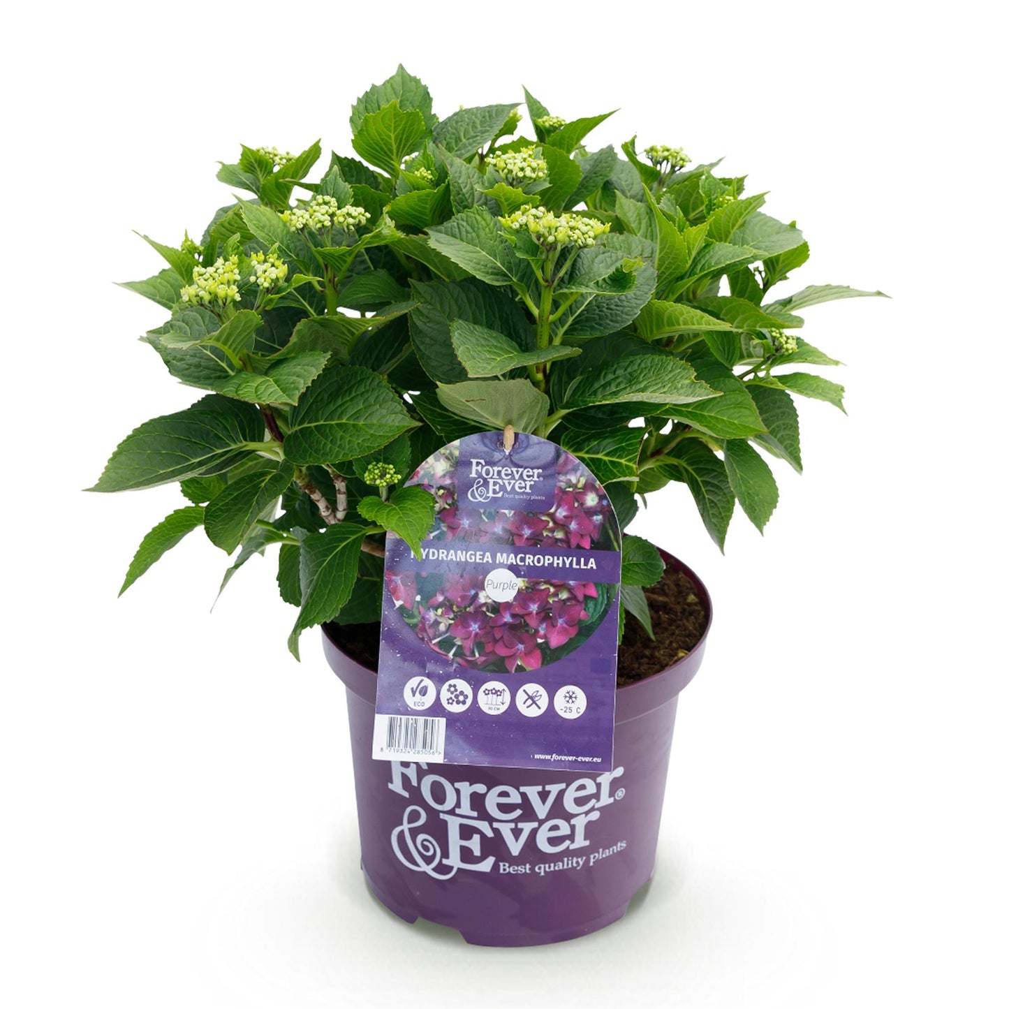 Green boutiQ - Balkonpflanze - Hortensie - Hydrangea Forever & Ever - Lila - 7-12 Blumen - Topf 23cm Höhe 55cm