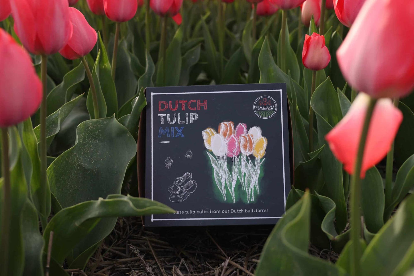 Flowerbulbs Amsterdam - Dutch Tulip Mix - Luxusbox mittel, 40 Blumenzwiebeln f�r 1 m� Blumenpracht - Gr��e 12+