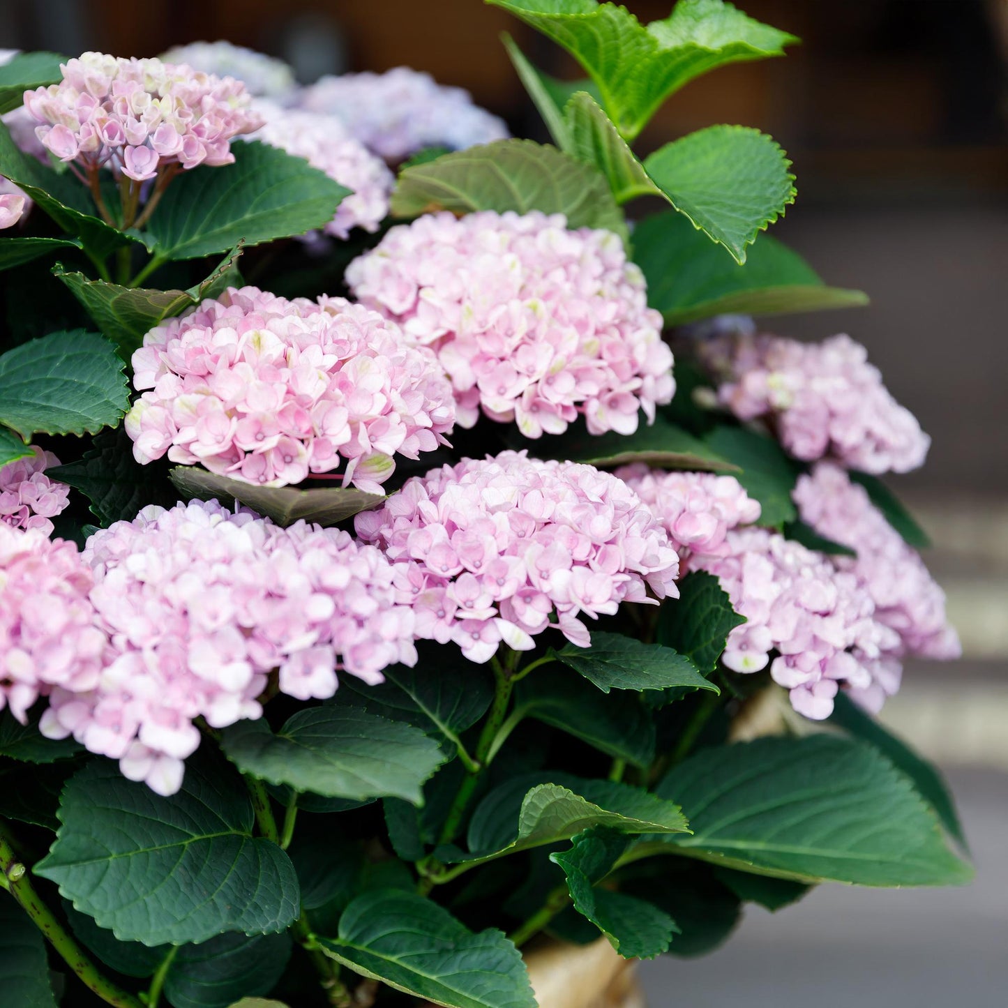Green boutiQ - Balkonpflanze - Hortensie - Hydrangea Magical Revolution Pink - Pink - 6-10 Blumen - Topf 23cm Höhe 55cm