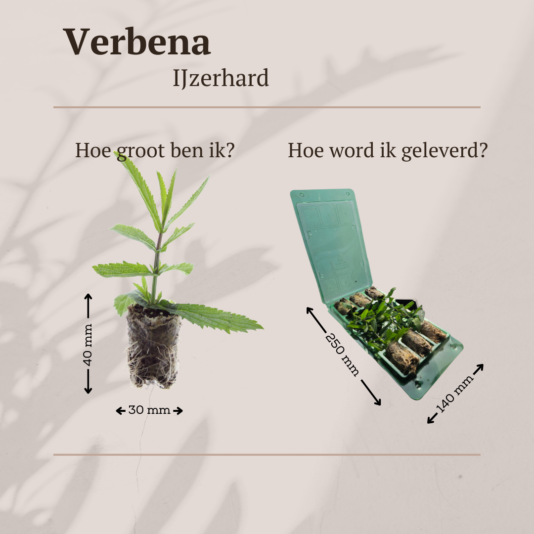 Verbena – 6 Jungpflanzen | Pflanzen & Genießen Sie Wunderschöne Verbena