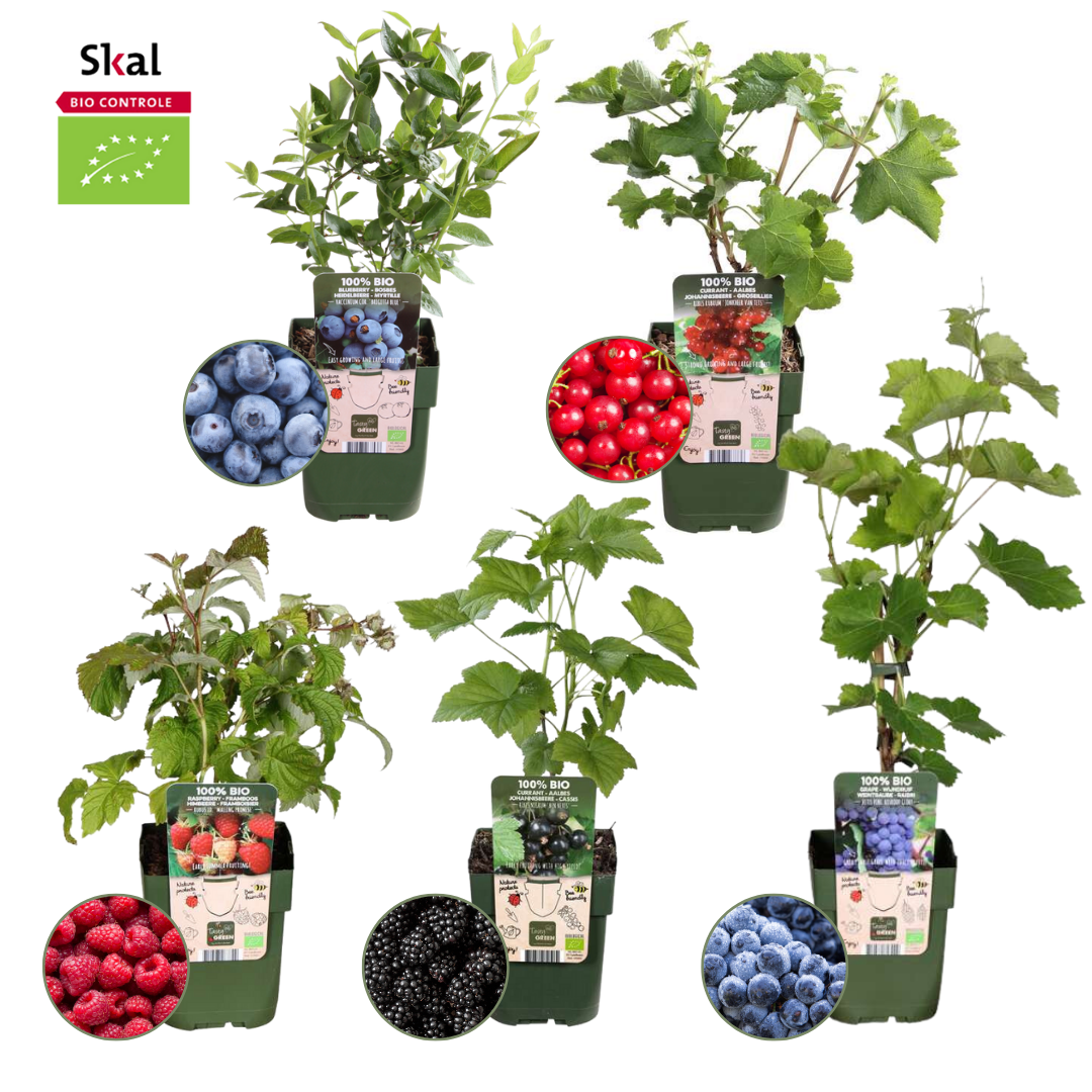 "Fruchtoase" BIO Obstpflanzen set im mix von 5 verschiedene Sorten