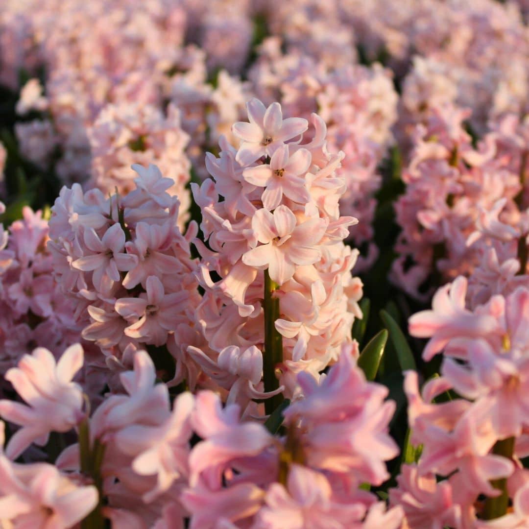 Flowerbulbs Amsterdam - China Pink - 10 Blumenzwiebeln - Gr��e 14/15