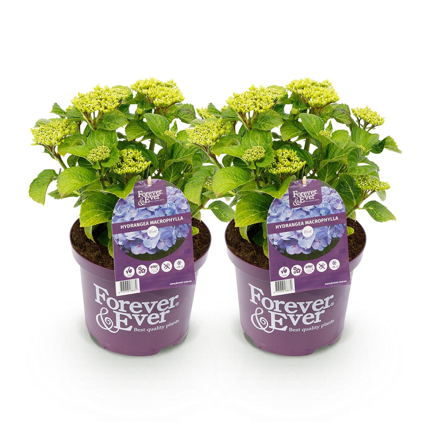 Green boutiQ - Balkonpflanze - Hortensie - Hydrangea Forever & Ever - Blau - 7-12 Blumen - 2 Pflanzen - Topf 23cm Höhe 55cm