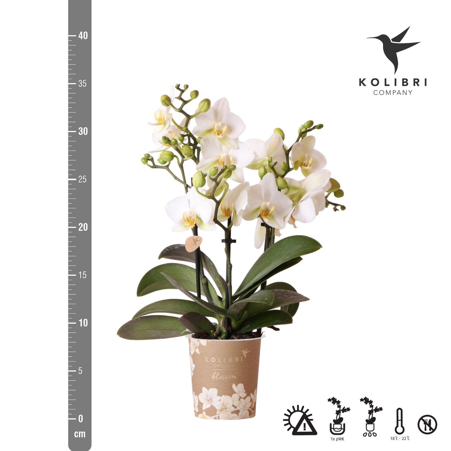 Kolibri Orchids | Weiße Phalaenopsis-Orchidee - Lausanne - Topfgröße Ø9cm | Blühende Zimmerpflanze - frisch vom Züchter