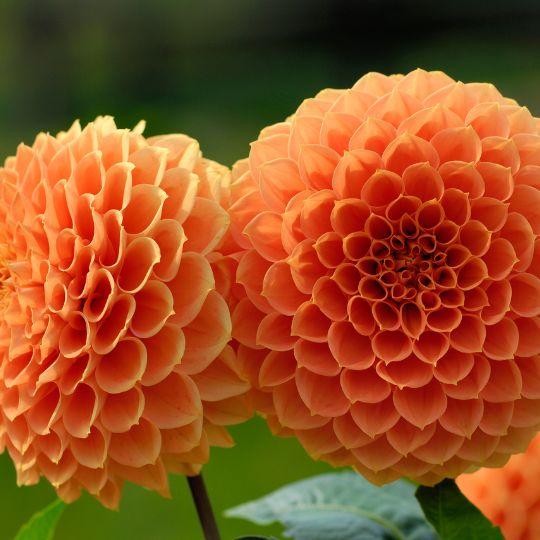 Flowerbulbs Amsterdam - 12 Dahlien ralphie knollen für 2 m², schimmernde orange blüten