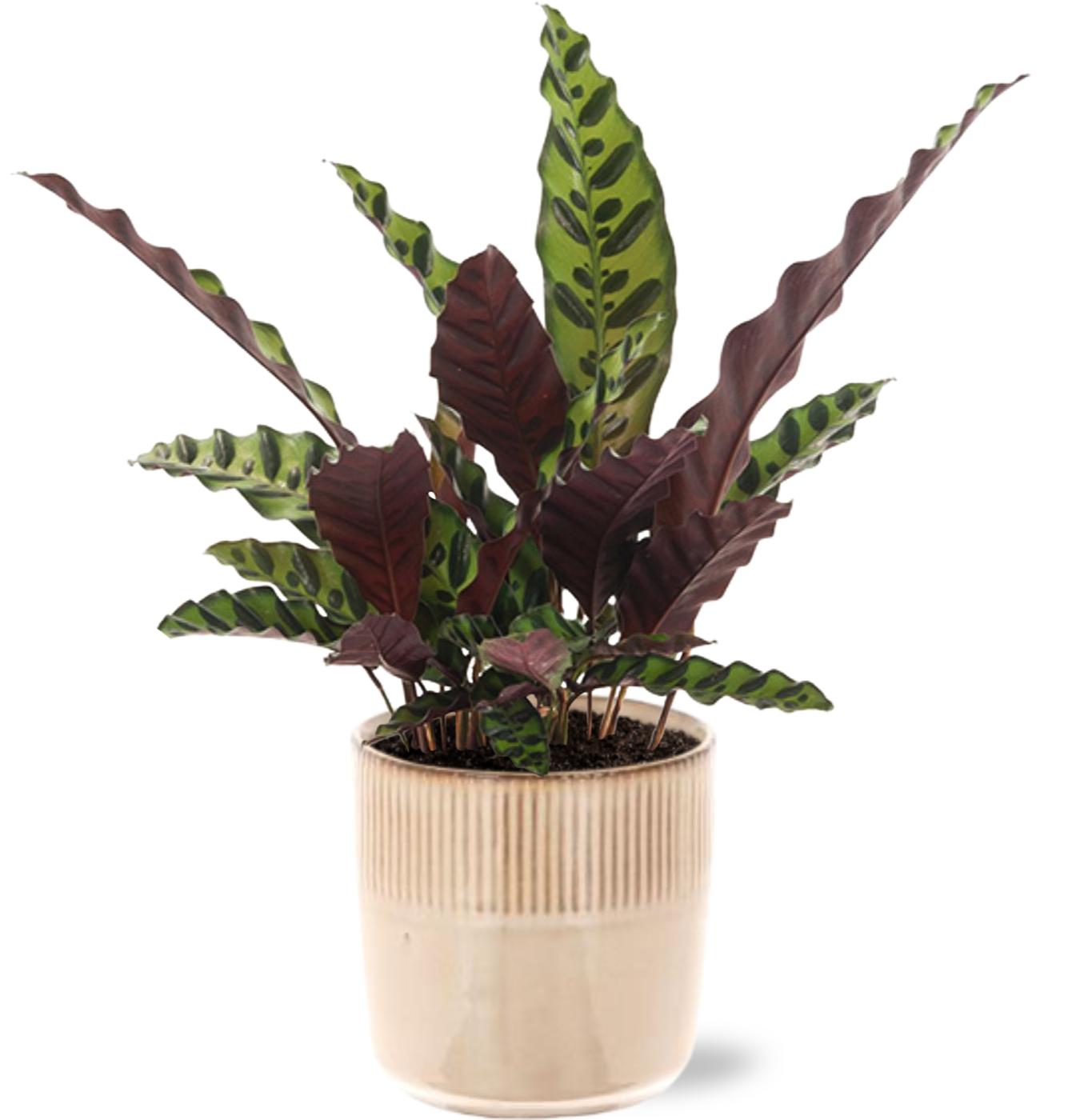Calathea Insignis - Ø12cm - ↕50cm + Terni Pot D13,5x13cm - Rosa