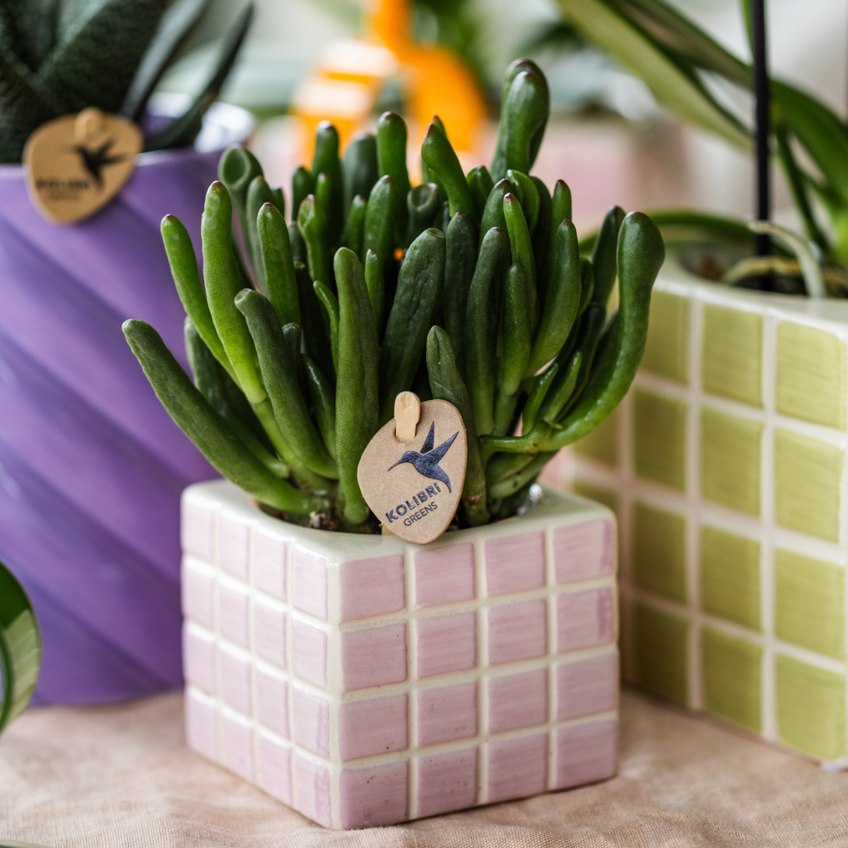 Kolibri Greens | Groene Pflanze - Sukkulente Crassula Hobbit - Blumenerde Ø6cm - grüne Zimmerpflanze - frisch aus der Gärtnerei
