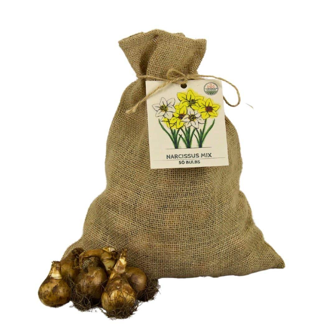 Flowerbulbs Amsterdam - Medium Narcissus Mix - Nachhaltige Vorteilspackung, 50 Blumenzwiebeln f�r 1 m� Blumenpracht - Gr��e 12/14