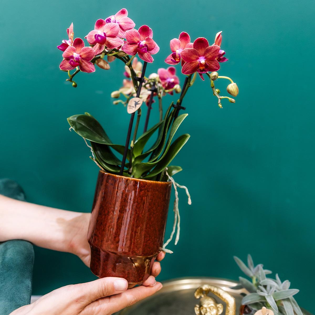 Kolibri Orchids | rote Phalaenopsis-Orchidee - Congo + Classy red- Topfgröße Ø9cm | blühende Zimmerpflanze - frisch vom Züchter