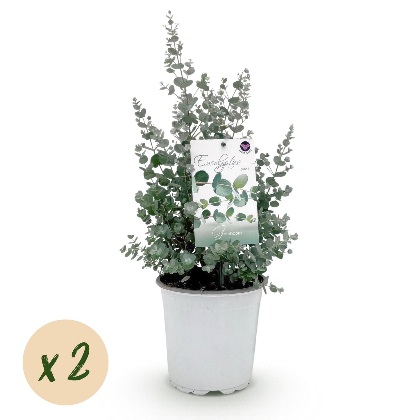 GreenboutiQ - Terrassenpflanze - Eukalyptusbaum - Eucalyptus gunni - Grau - 2 Pflanzen - Winterhart - Topf 17cm Höhe 40cm