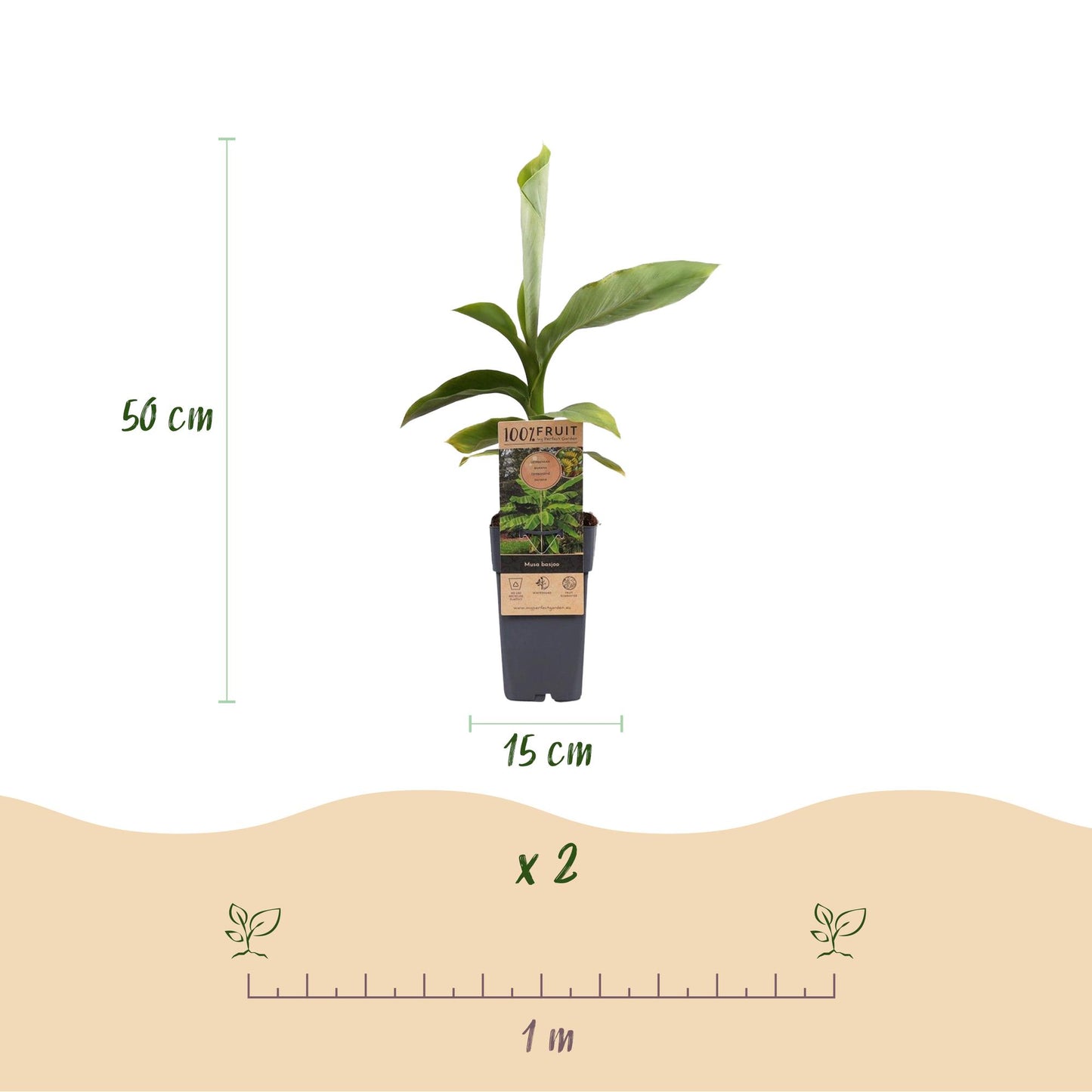 GreenboutiQ - Obstpflanze - Japanische Faserbanane - Musa Basjoo - Winterhart - 2 Pflanzen - Topf 15cm Höhe 50cm