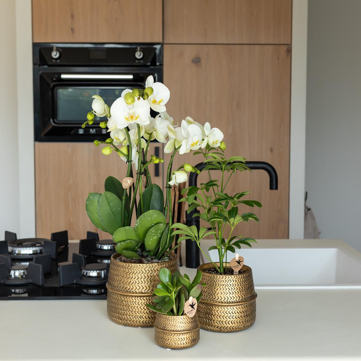 Kolibri Home | Groove Blumentopf - Goldener Keramik-Topf - Topfgröße - Ø12cm