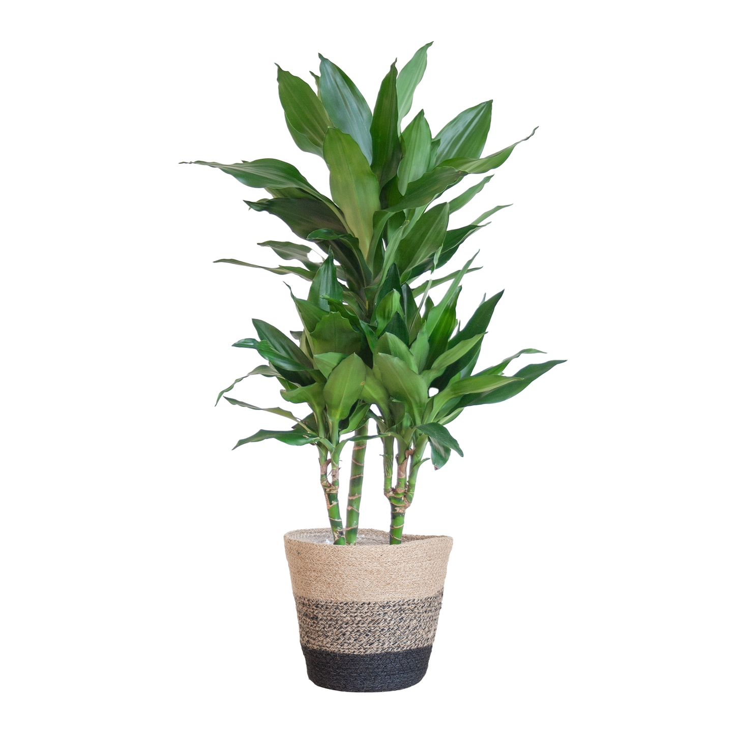 Dracaena Janet Lindt mit Pflanzkorb Lissabon Schwarz - 95cm - Ø21