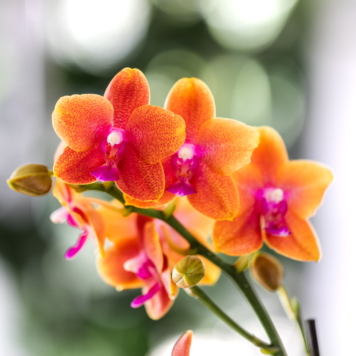 Kolibri Orchids I KOMBI ANGEBOT von 2 duftenden orangefarbenen Phalaenopsis-Orchideen - Topfgröße Ø12cm | blühende Zimmerpflanze - frisch vom Züchter