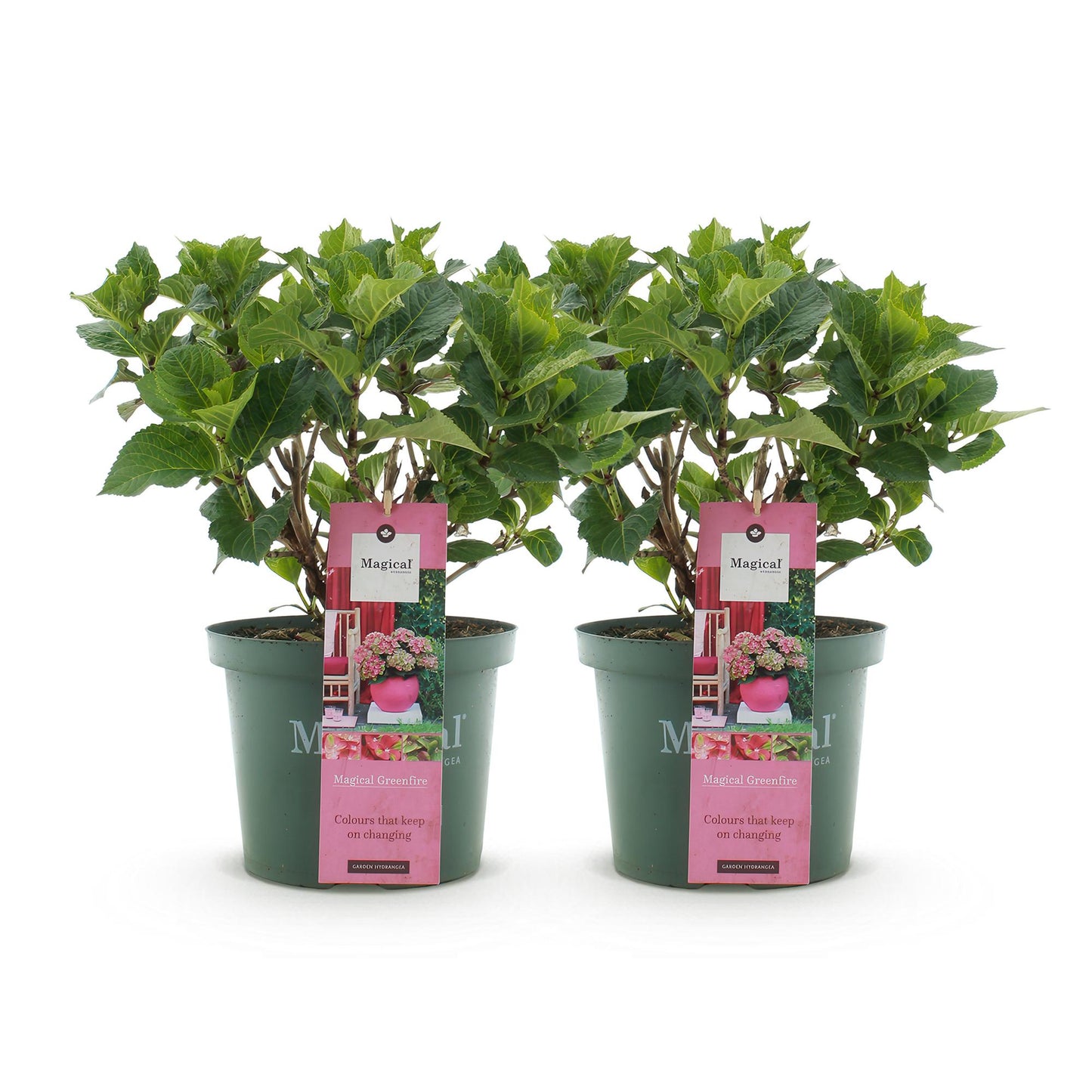 Green boutiQ - Balkonpflanze - Hortensie - Hydrangea Magical Green Fire - Rosa Grün - 6-10 Blüten - 2 Pflanzen - Topf 23cm Höhe 55cm