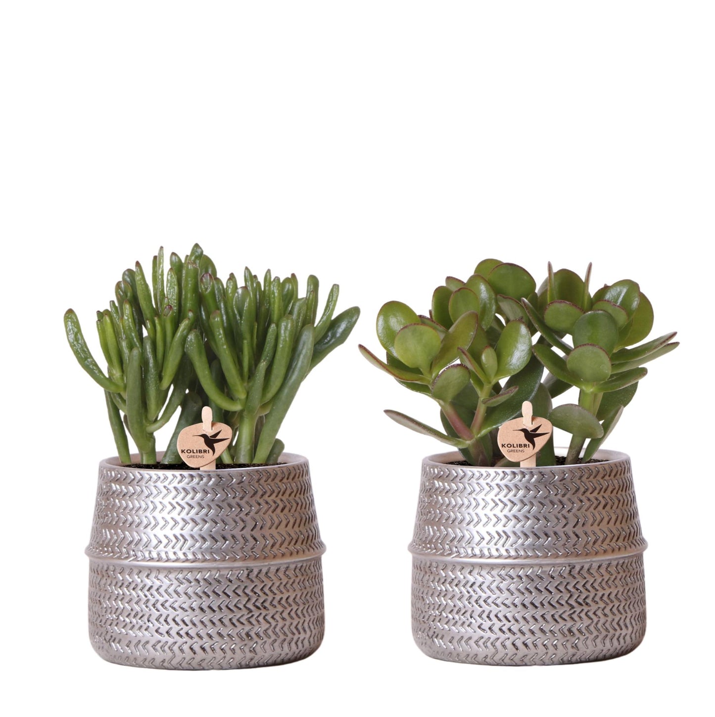 Kolibri Greens | Sukkulenten 2er-Set Pflanzen in silbernen Rillen-Ziertöpfen - Keramik-Topfgröße Ø9cm
