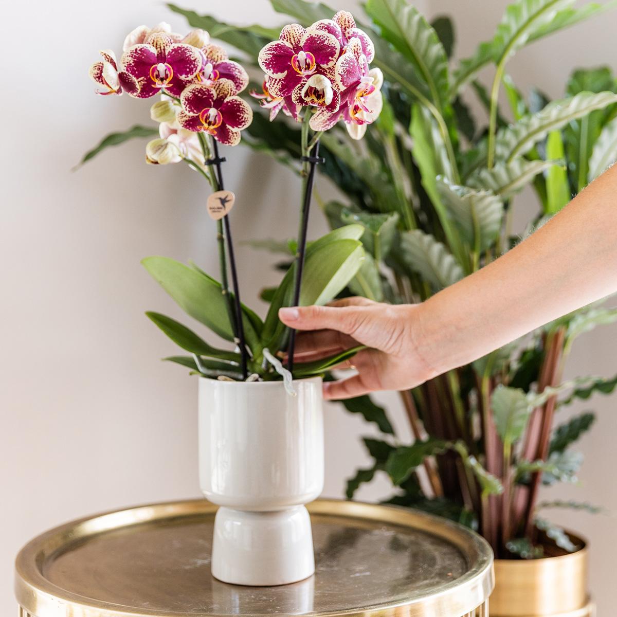 Kolibri Orchids - Überraschungsbox einfarbig - Pflanzen Vorteilsbox - Überraschungsbox mit 4 verschiedenen Orchideen - frisch vom Züchter