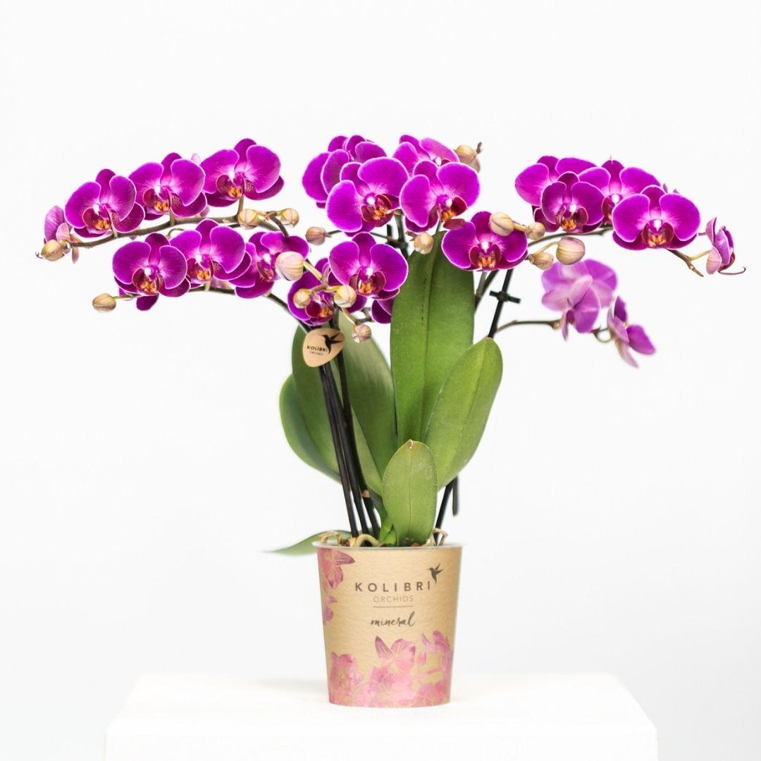 Kolibri Orchids | Lila Phalaenopsis Orchidee - Morelia - Topfgröße Ø9cm | blühende Zimmerpflanze - frisch vom Züchter
