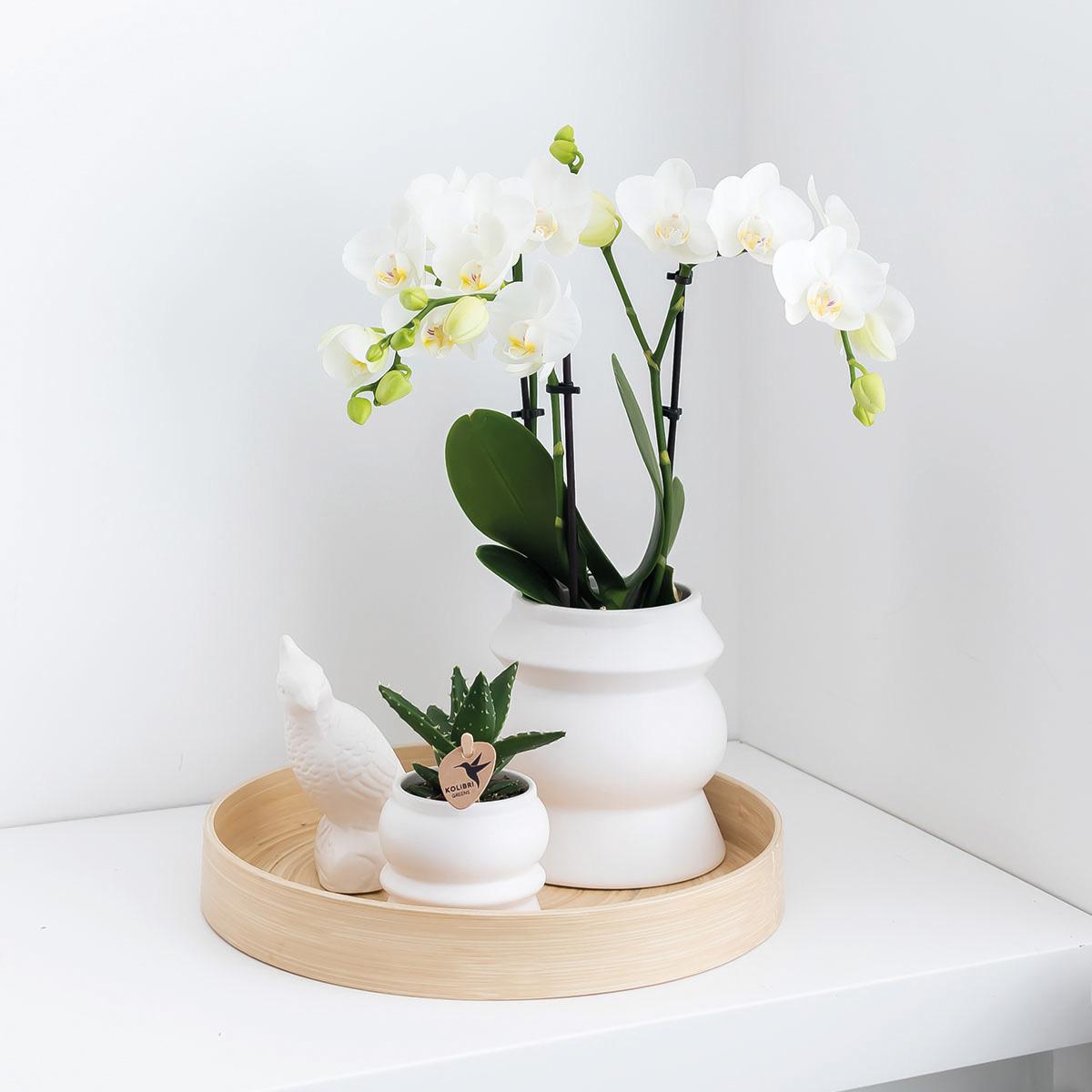Kolibri Orchids - Überraschungsbox einfarbig - Pflanzen Vorteilsbox - Überraschungsbox mit 4 verschiedenen Orchideen - frisch vom Züchter