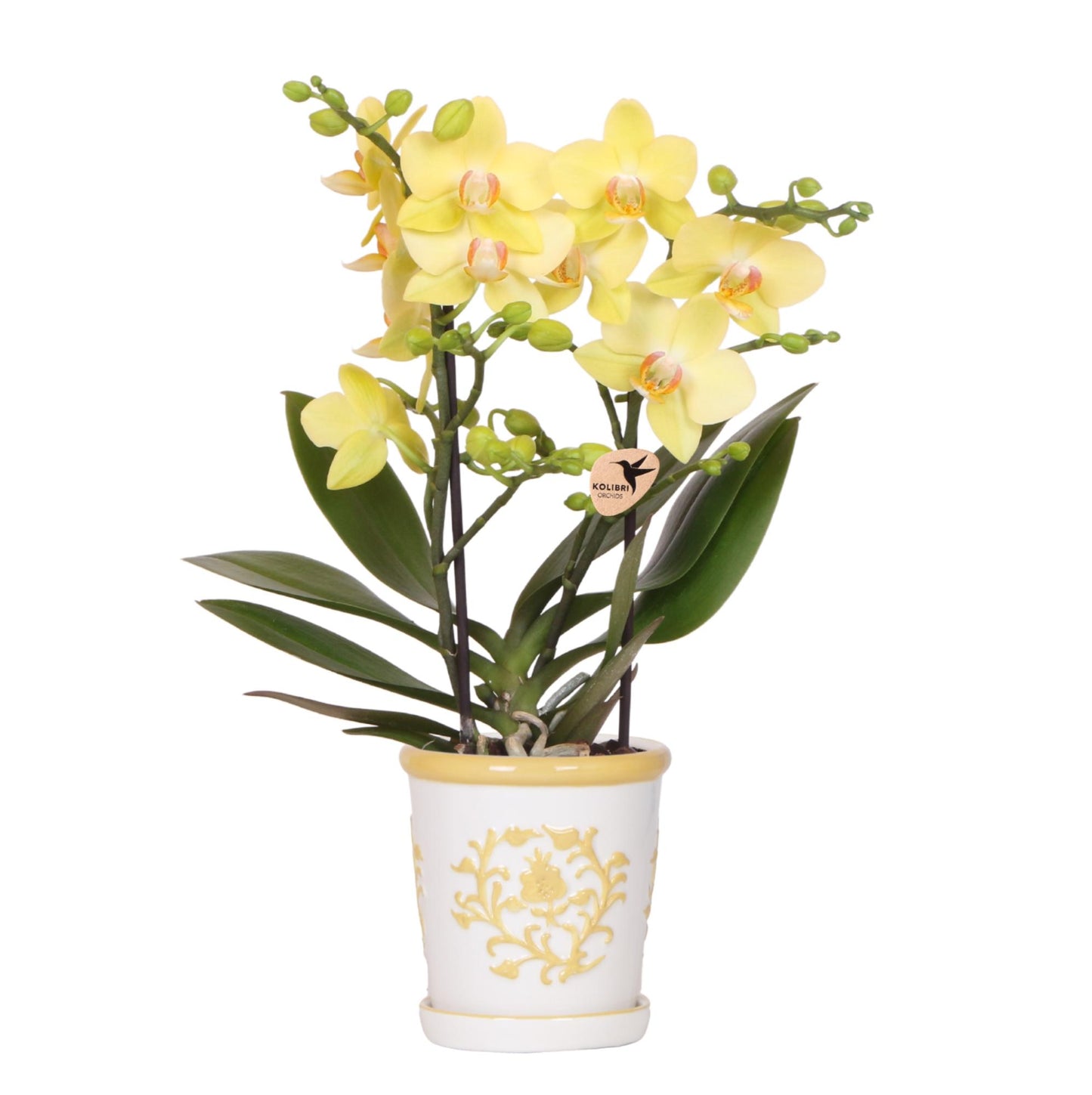 Kolibri Orchids | Gelbe Orchidee Albenga + Malaga Ziertopf Gelb - Topfgröße Ø9cm | Blühende Zimmerpflanze - Frisch vom Züchter
