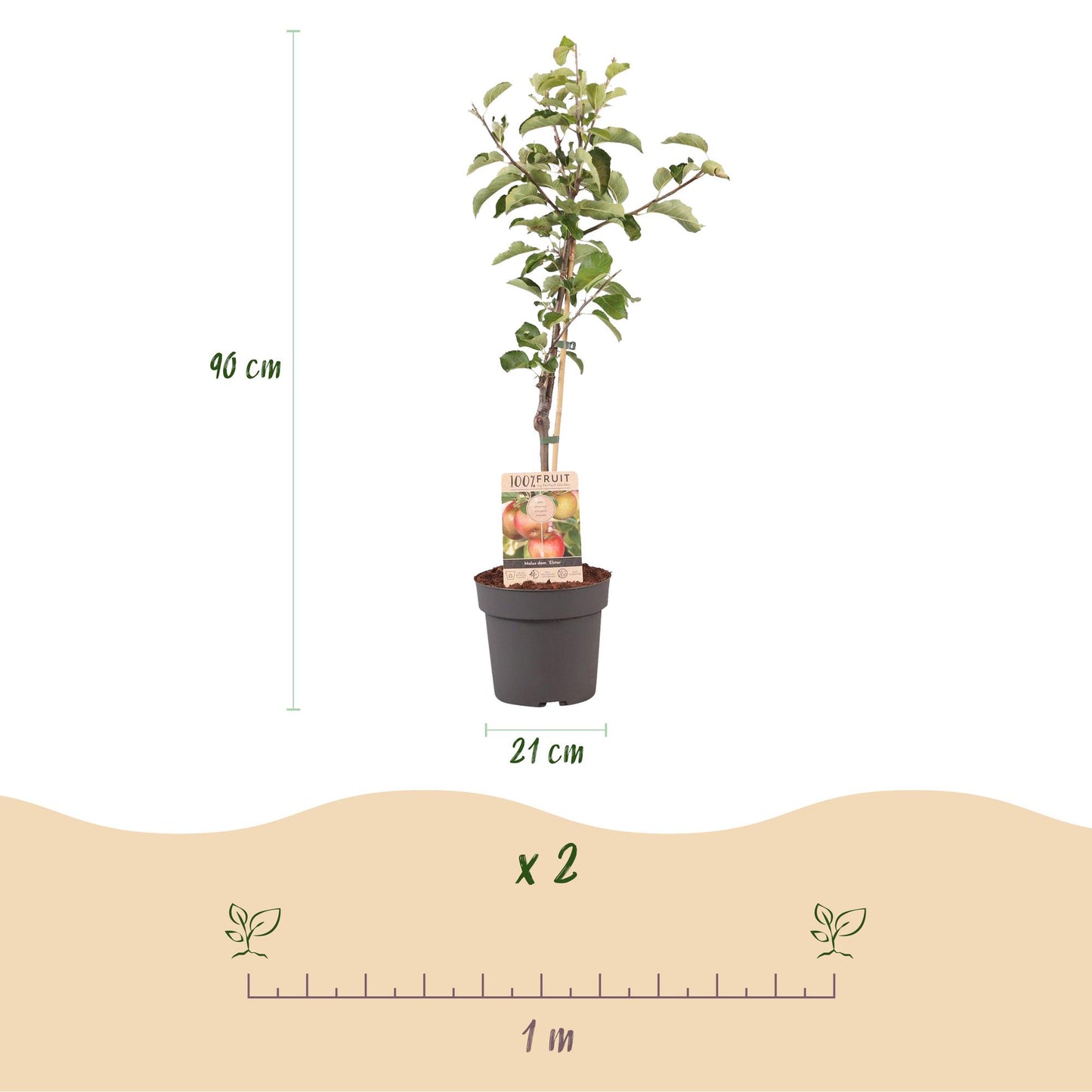 GreenboutiQ - Obstpflanze - Apfelbaum - Malus domestica Elstar - Roter grüner Apfel - Topf 21cm Höhe 90cm