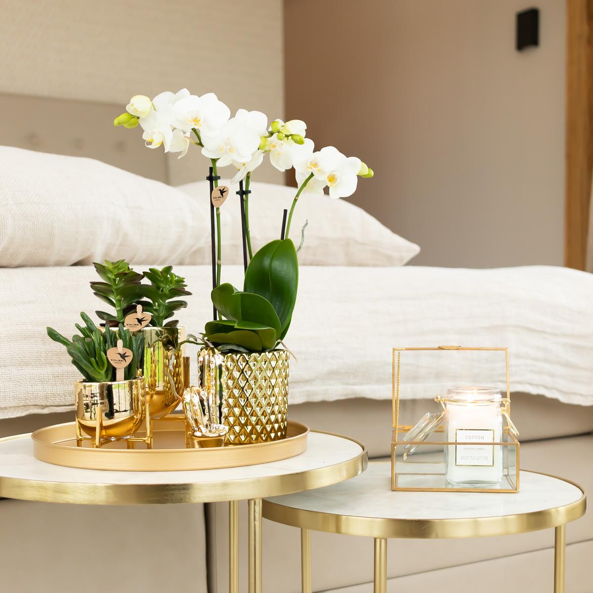 Kolibri Orchids | weiße Phalaenopsis-Orchidee - Amabilis + Diamant-Dekotopf gold - Topfgröße Ø9cm | blühende Zimmerpflanze im Blumentopf - frisch vom Züchter