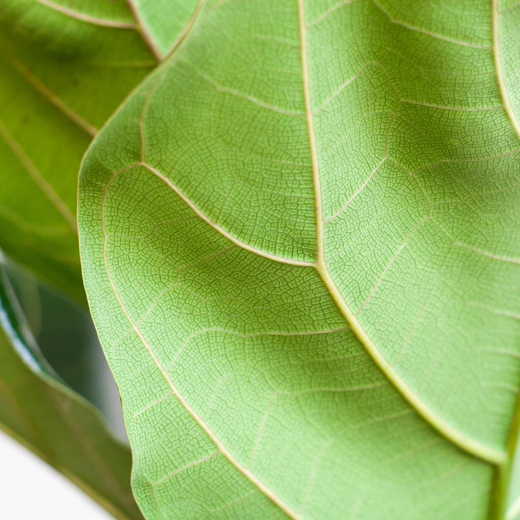 Ficus Lyrata mit Korb Lissabon weiß - 80cm - Ø21