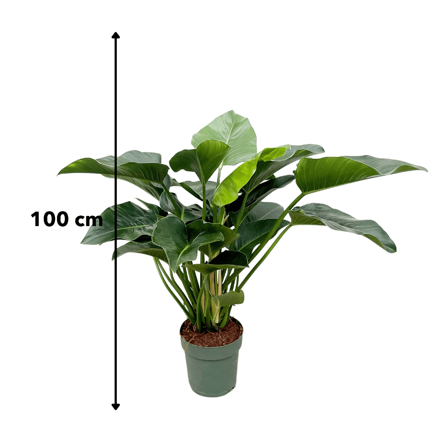 Philodendron Grüne Schönheit - 120cm - ⌀30