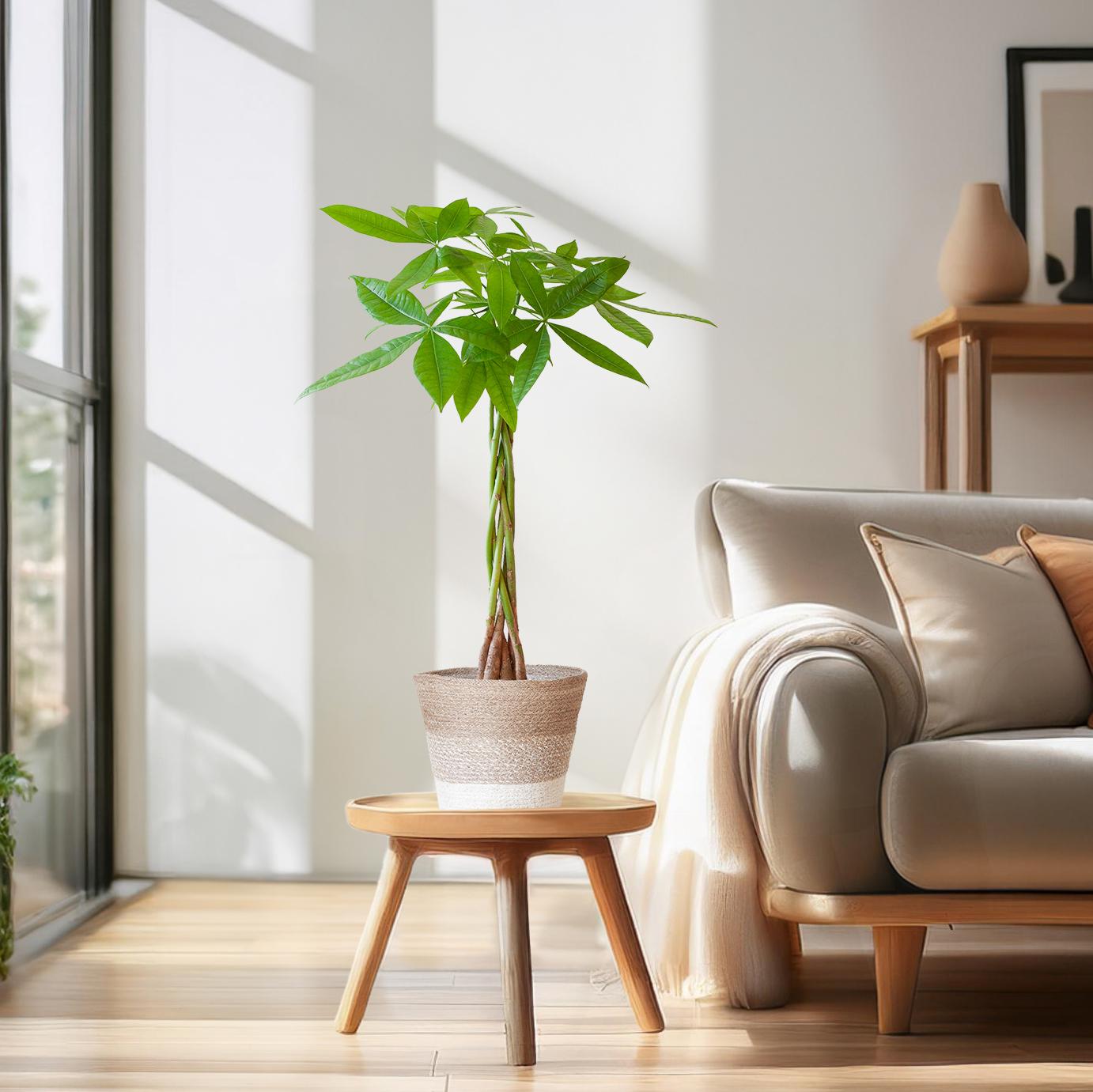Pachira Aquatica mit Pflanzkorb Lissabon weiß - 80cm - Ø21