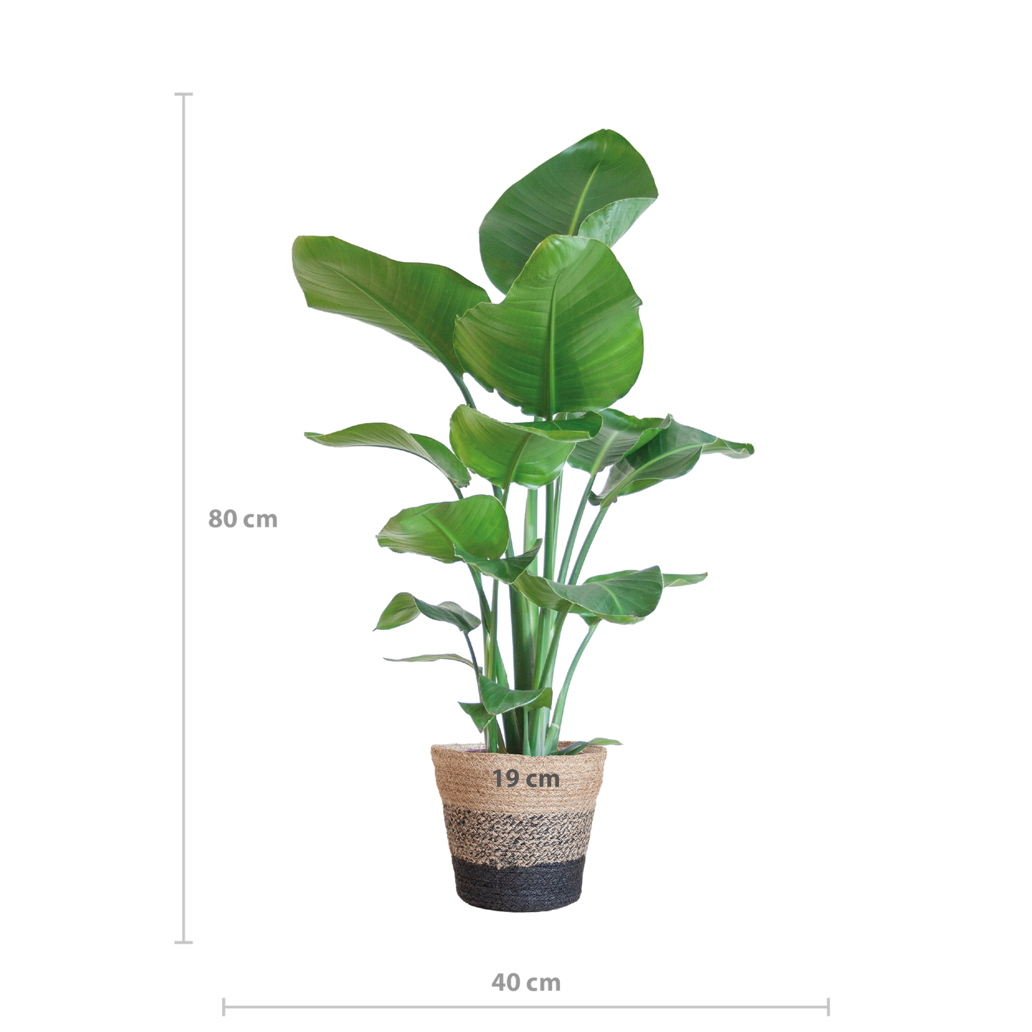 Die Strelitzia Nicolai mit dem schwarzen Lissabon-Korb. - 80cm - Ø19