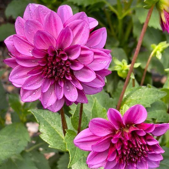 Flowerbulbs Amsterdam - Mix Gerard's Darlings, 6 Dahlien Natal & 6 Dahlien Blue Bell knollen für 2 m²