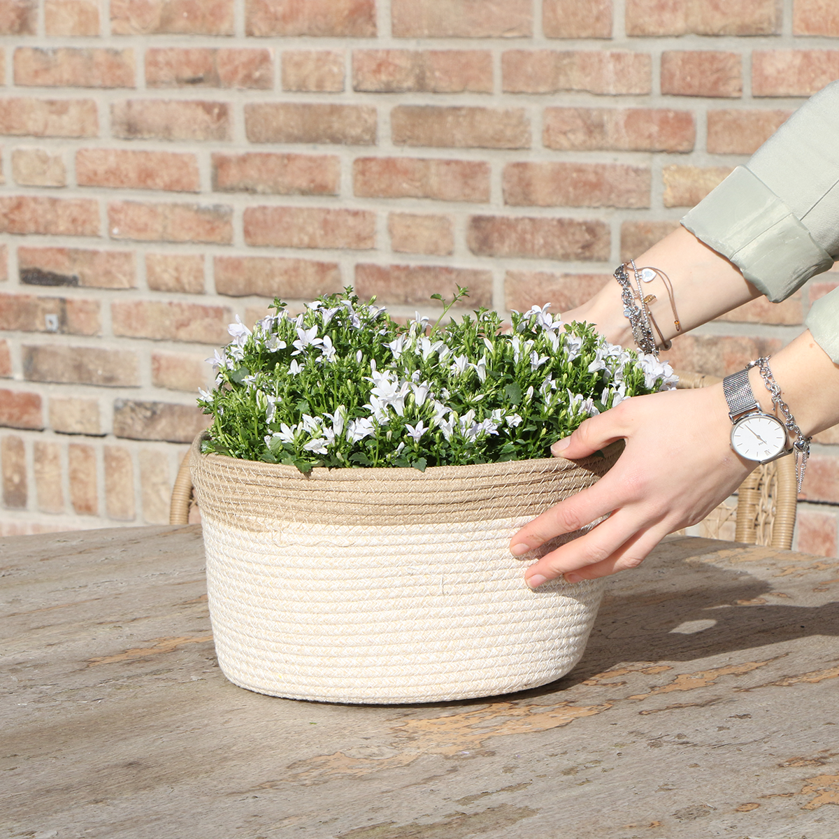 Campanula Addenda Ambella weiß - Baumwollschale mit Campanula mit Bewässerungssystem - 3 Stück - Glockenblume weiß - Topfgröße 12cm - indoor & outdoor
