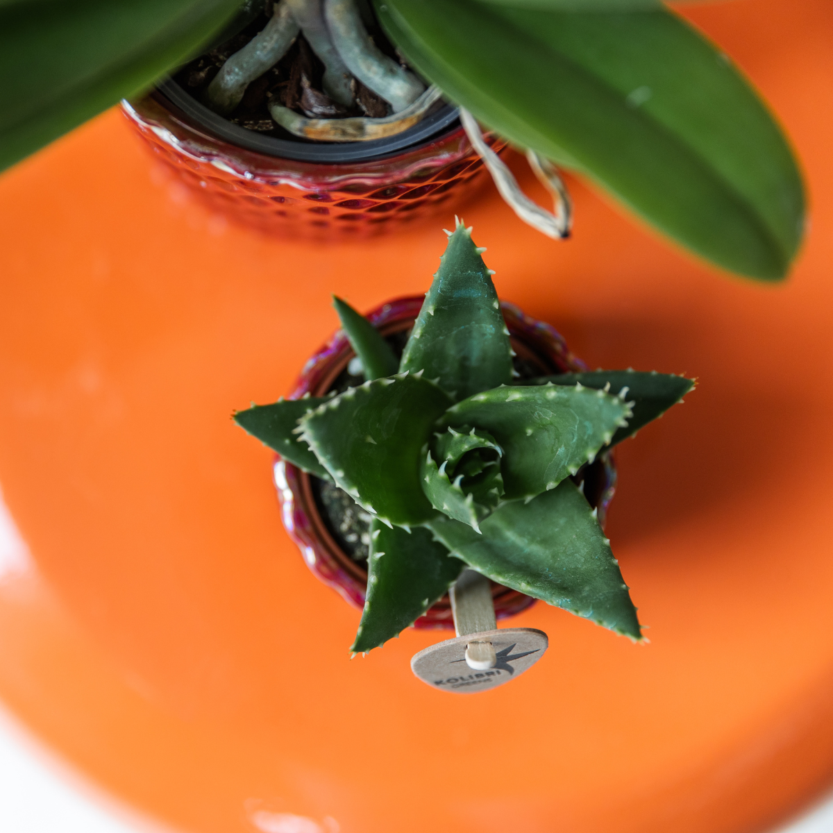 Kolibri Greens | Groene plant - Sukkulente Aloë Brevifolia - Töpfe Ø6cm - grüne Zimmerpflanze - frisch aus der Gärtnerei