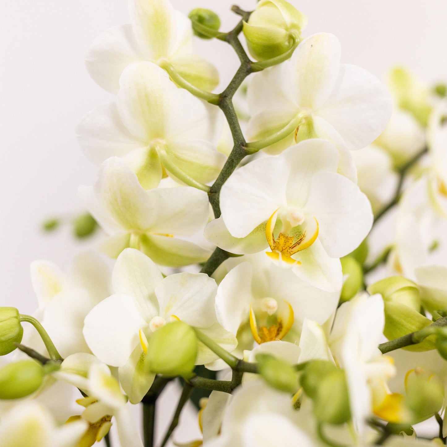 Kolibri Orchids | weißes Pflanzenset im Baumwollkorb inkl. Wassertank | drei weiße Orchideen Lausanne 9cm und drei Grünpflanzen | Dschungelstrauß weiß mit autarkem Wassertank