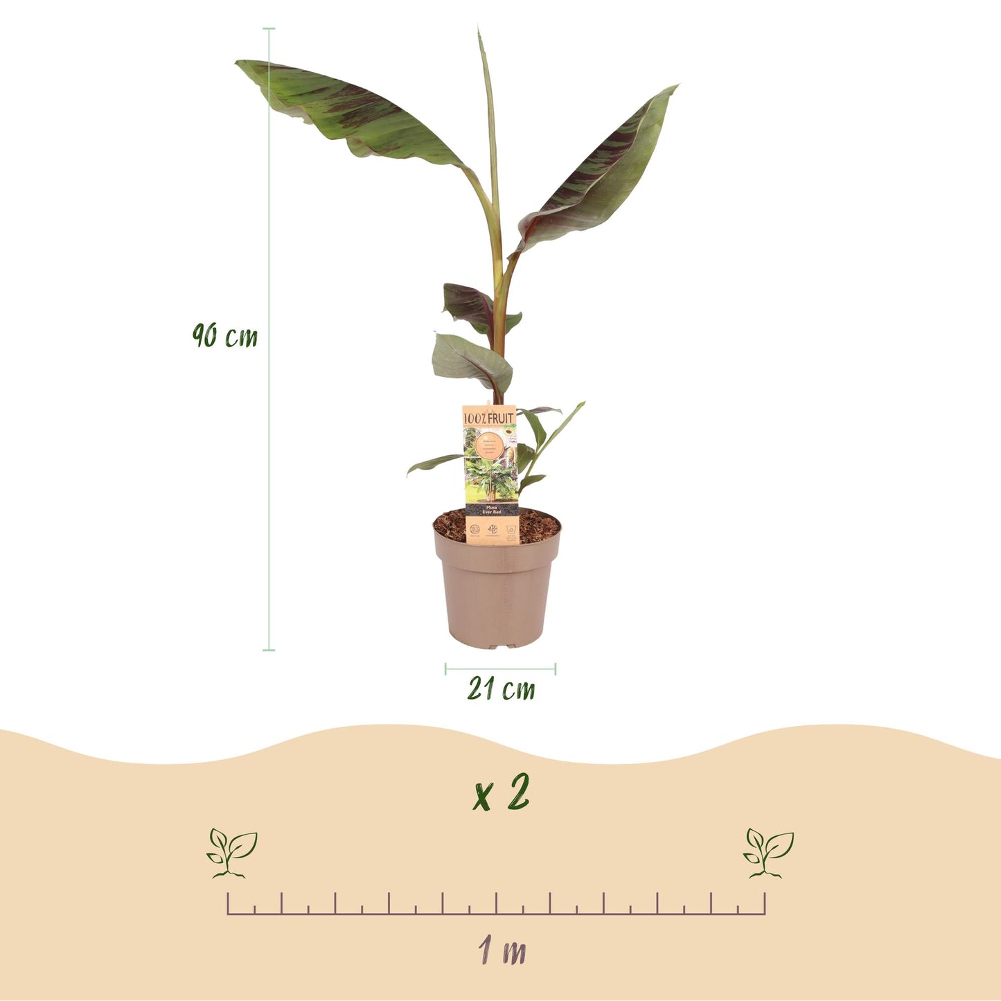 GreenboutiQ - Obstpflanze - Japanische Faserbanane - Musa Ever Red - Winterhart - Topf 21cm Höhe 90cm