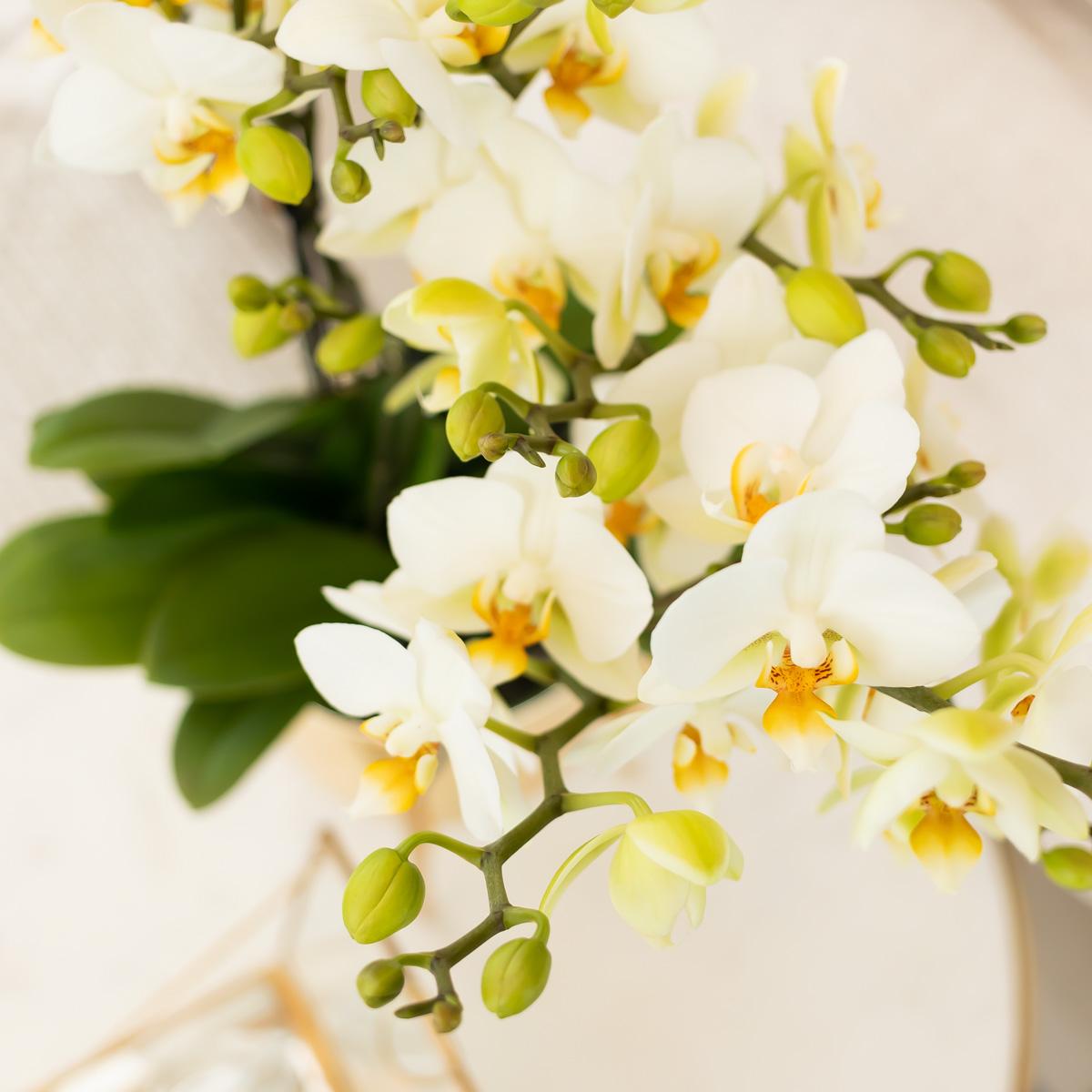 Kolibri Orchids | Weiße Phalaenopsis-Orchidee - Lausanne - Topfgröße Ø9cm | Blühende Zimmerpflanze - frisch vom Züchter
