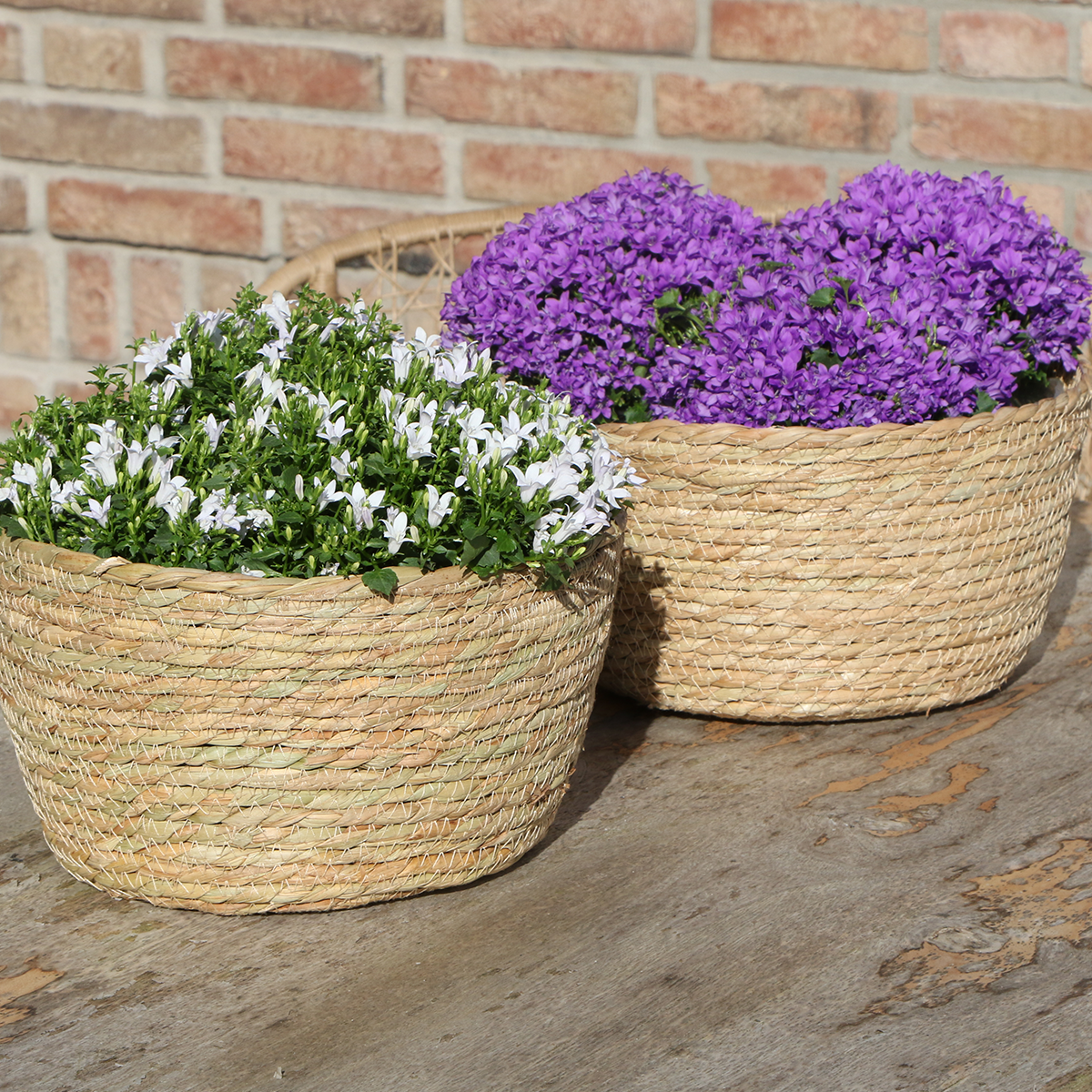 Campanula Addenda Ambella weiß - Weidenschale mit Campanula mit Bewässerungssystem - 3 Stück - Glockenblume weiß - Topfgröße 12cm - indoor & outdoor