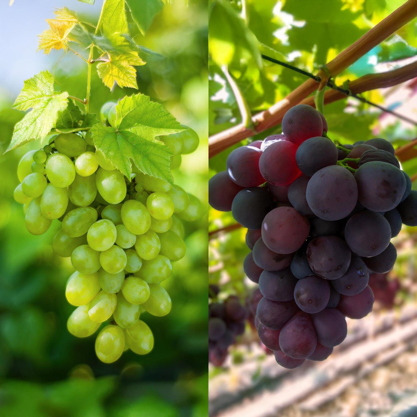 GreenboutiQ - Obstpflanze - Lila & Weiße Traube - Vitis vinifera Vanessa & Himrod - Kernlos - 2 Pflanzen - Topf 15cm Höhe 50cm