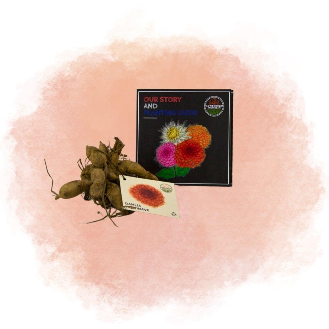 Flowerbulbs Amsterdam - 12 Dahlien heatwave knollen für 2 m², große tiefrote blüten