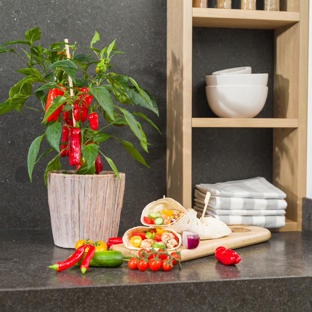 Gemüse pflücken - Rote Paprikapflanze - Ø 14 cm - ↨ 45 cm