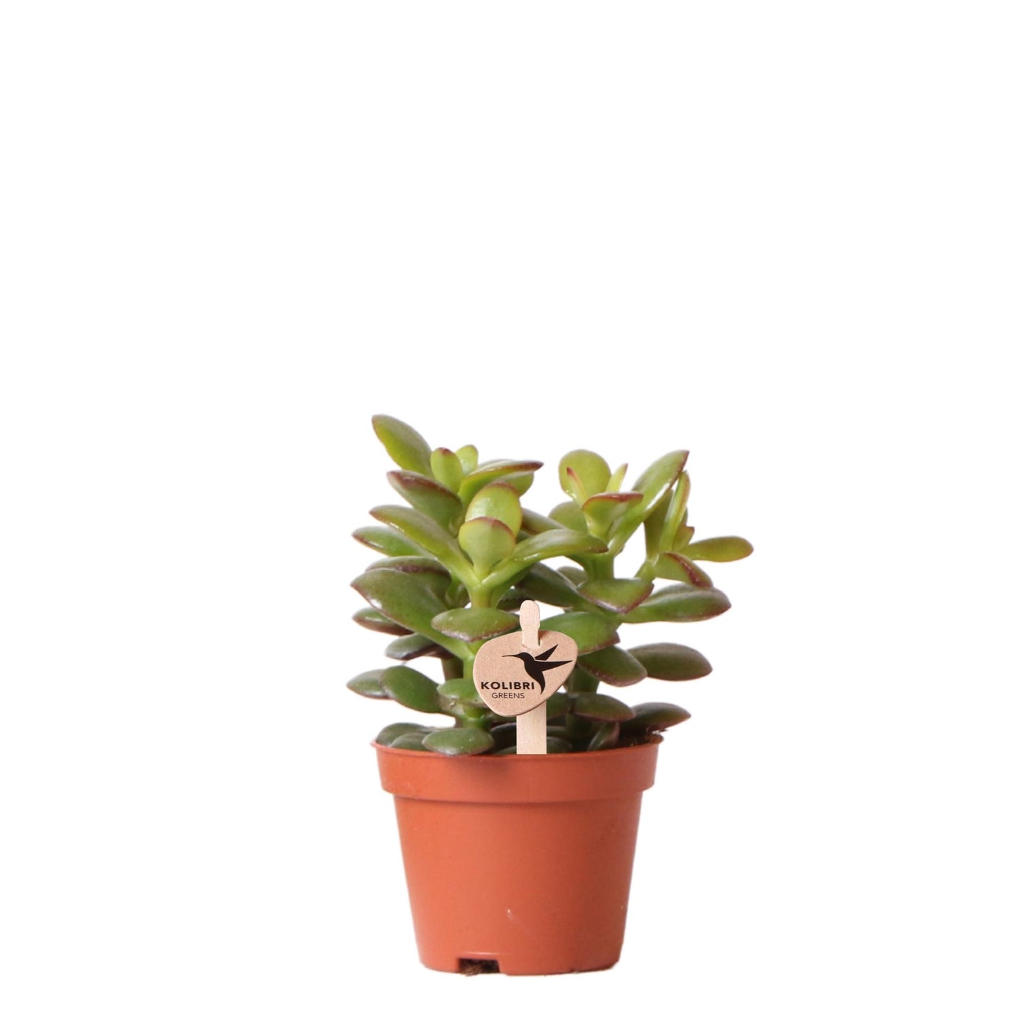 Kolibri Greens | Groene Pflanze - Sukkulente Crassula Minor - Blumenerde Ø6cm - grüne Zimmerpflanze - frisch aus der Gärtnerei