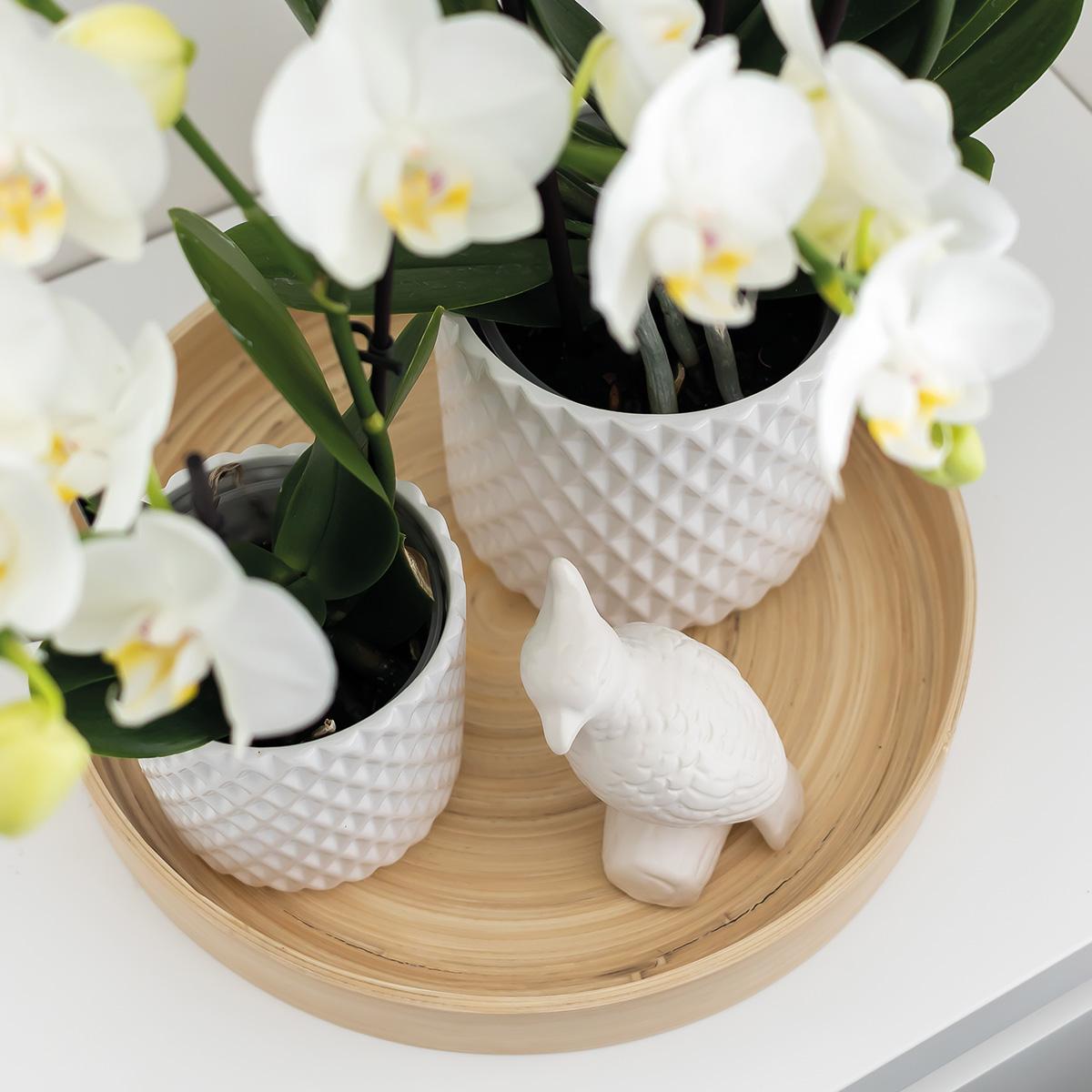 Kolibri Home | Ornament - Deko-Skulptur Kakadu - White